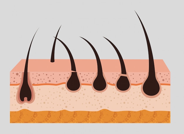 Free vector layered skin structure