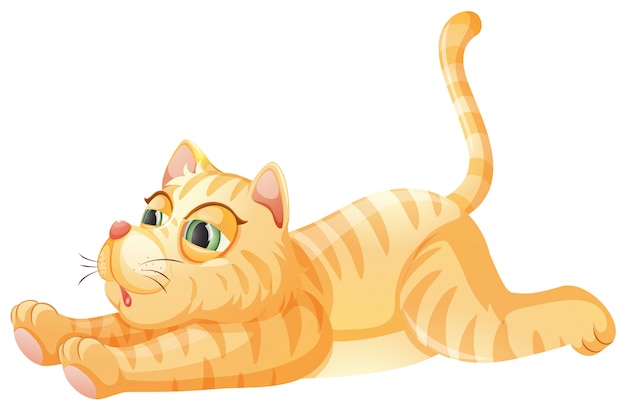 A lazy cat on whiye background