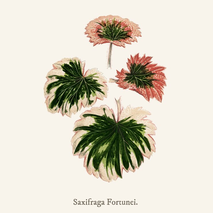 Free Vector leaf 