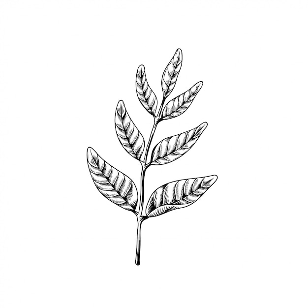 Free vector leaves on branches drawing nature