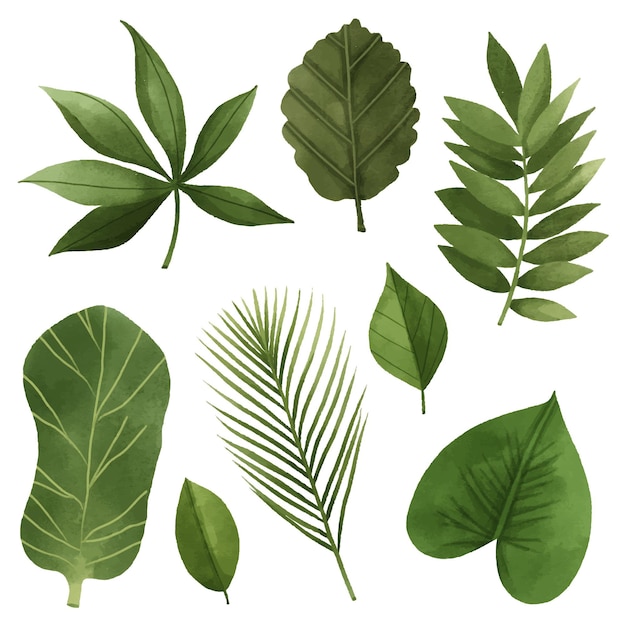 Free vector leaves collection design