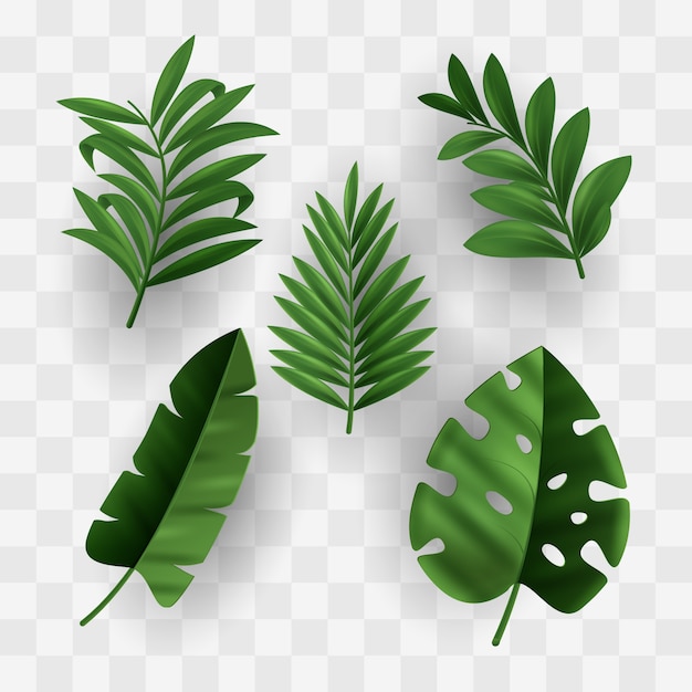 Leaves collection tropical design