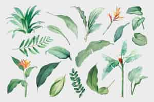 Free vector leaves set