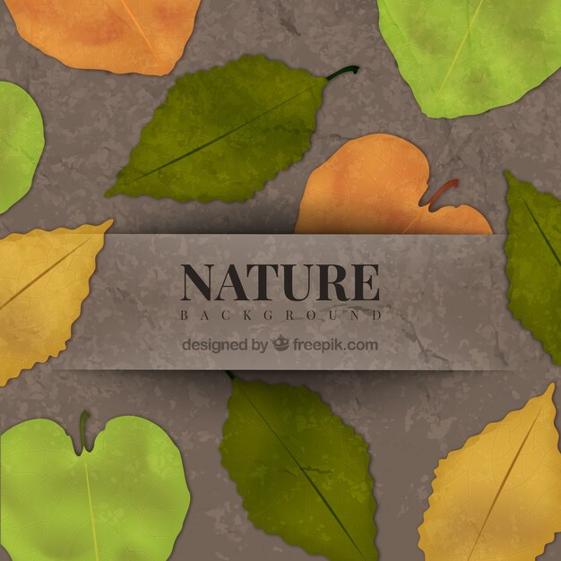 Free vector leaves types background