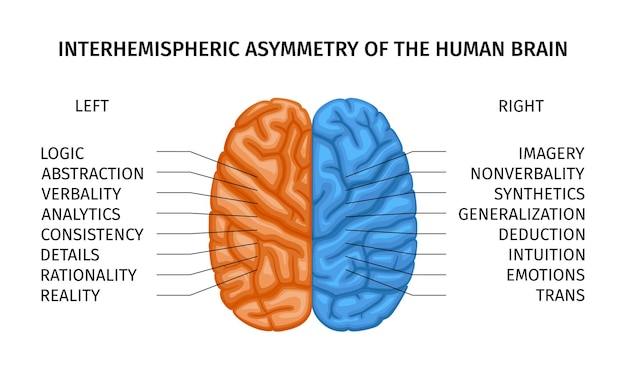 Composizione della parte creativa del cervello umano sinistro e destro con metà codificate a colori del cervello con illustrazione vettoriale del testo