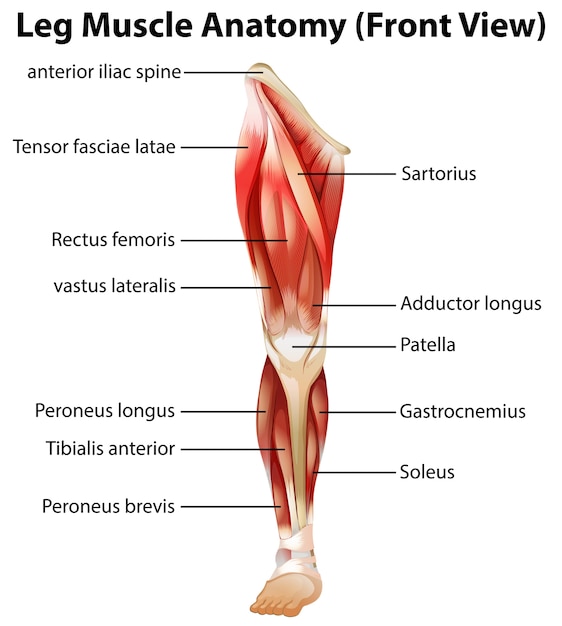 Vettore gratuito anatomia dei muscoli delle gambe (vista frontale)