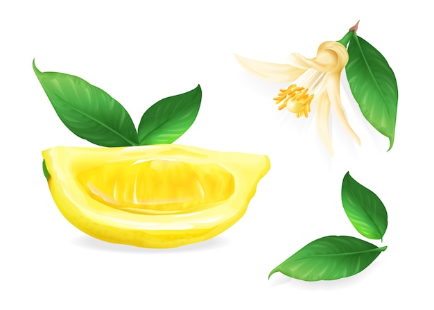 Lemon illustration of citrus fruit botanical flower and leaf.