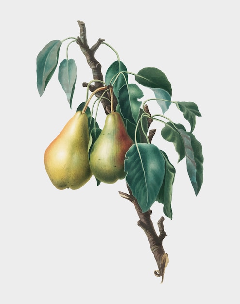 Free vector lemon pear from pomona italiana illustration