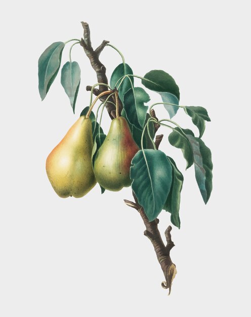 Лимонная груша из иллюстрации Pomona Italiana