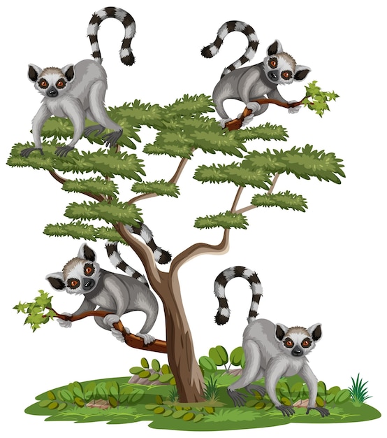 Lemurs on a tree on white background