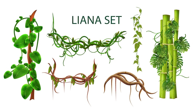 Free Vector liana realistic set of creeper branches and stems of exotic plants growing in tropical jungle isolated vector illustration