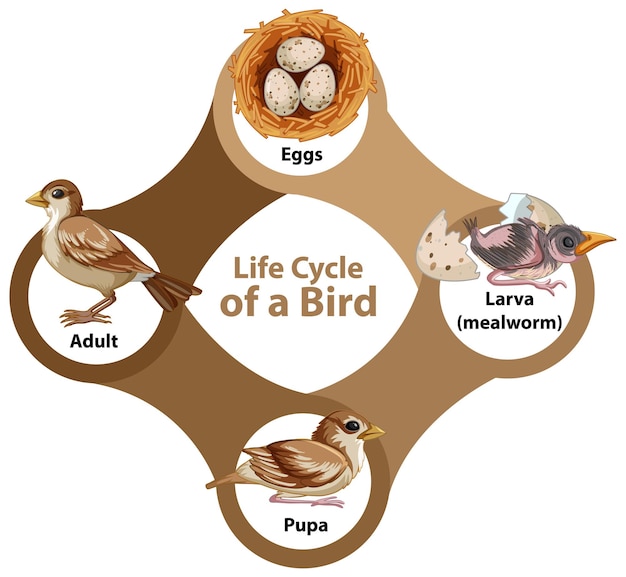 Free vector life cycle of a bird diagram