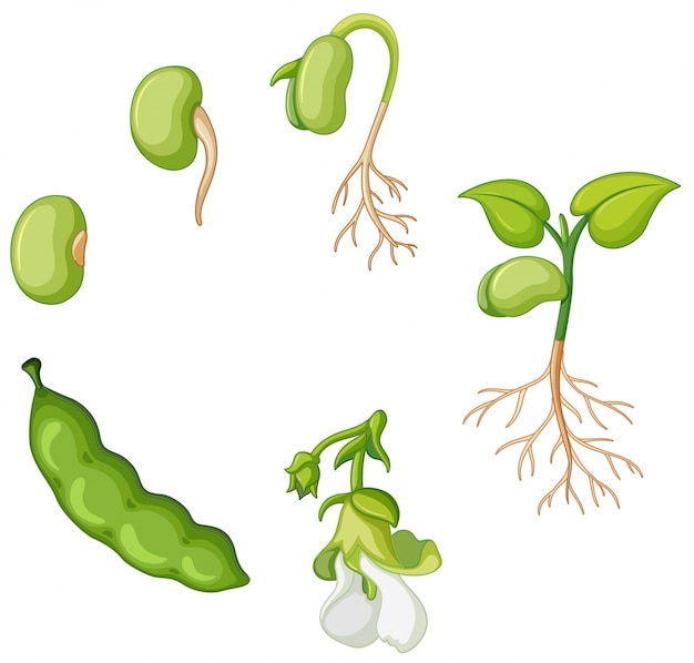 Free vector life cycle of green bean