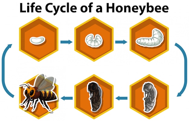 Free vector life cycle of a honeybee