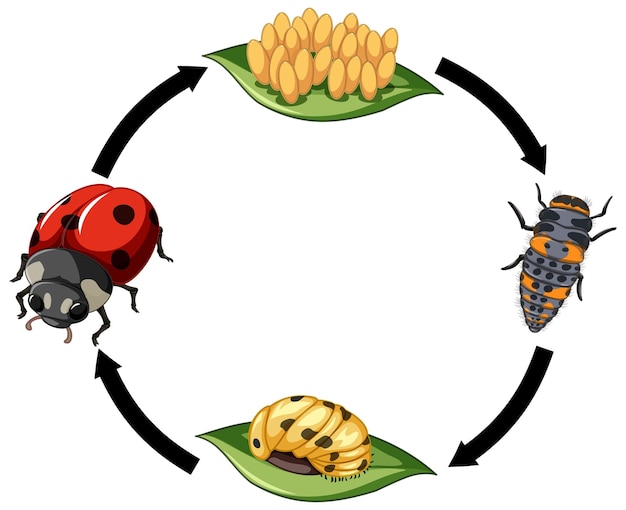 Vettore gratuito ciclo di vita della coccinella su priorità bassa bianca