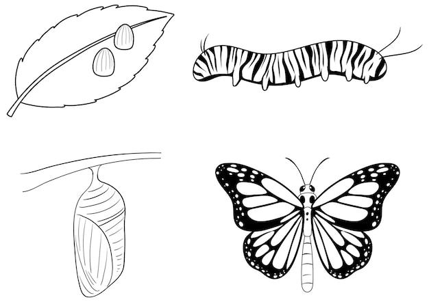 Vettore gratuito ciclo di vita della farfalla monarca doodle
