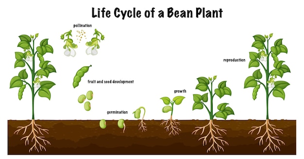 무료 벡터 과학 교육을 위한 콩 식물 다이어그램의 수명 주기
