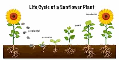 무료 벡터 과학 교육을 위한 해바라기 식물의 수명 주기 다이어그램