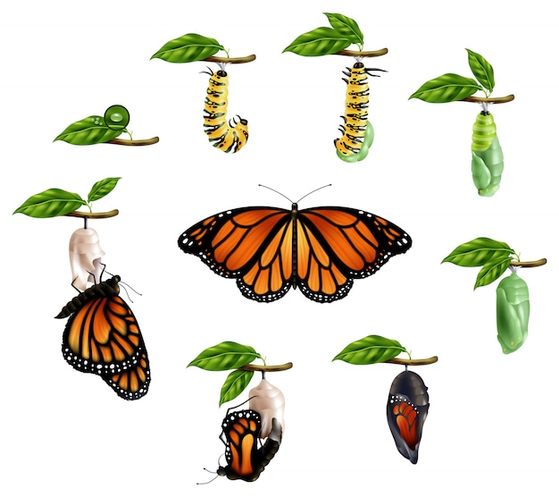 Бесплатное векторное изображение Жизненный цикл бабочки реалистичный набор