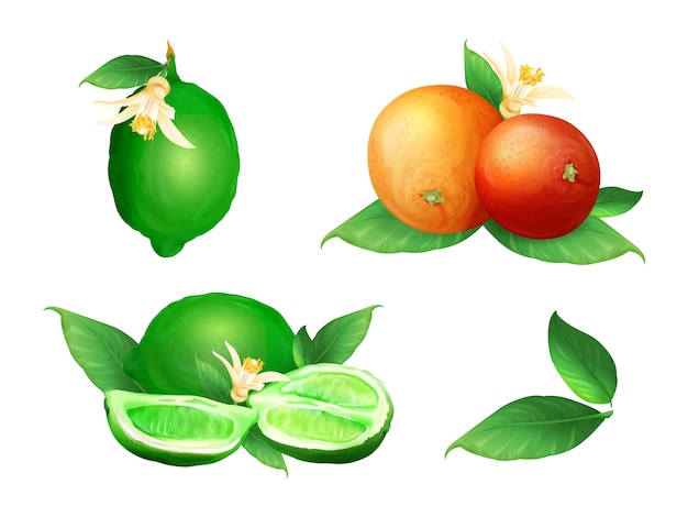 Lime and orange illustration of citrus fruit botanical blossom and leaf.