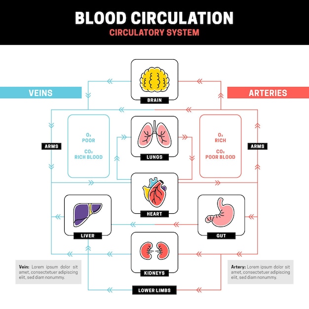 Инфографика линейной системы кровообращения