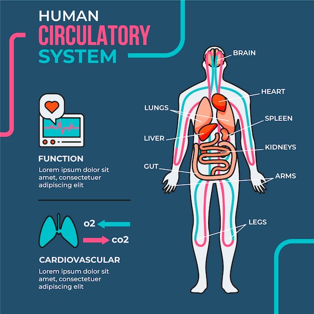 Инфографика линейной системы кровообращения