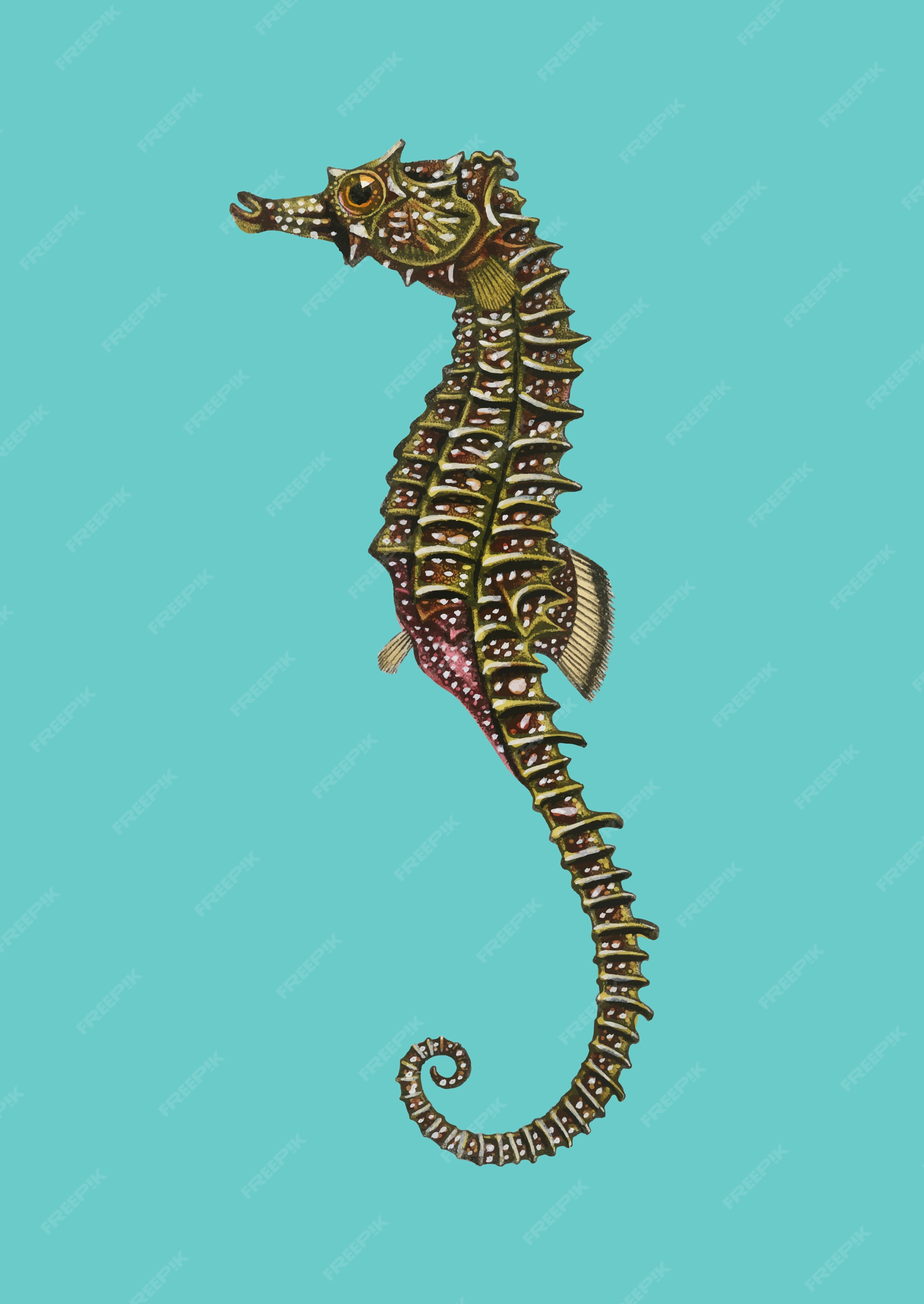 Seahorses Vectors & Illustrations for Free Download | Freepik