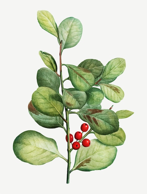 Lingonberry plant