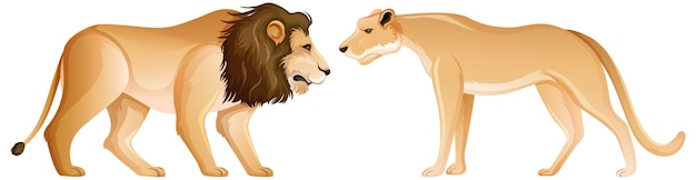 Free vector lion and lioness in standing position on white background