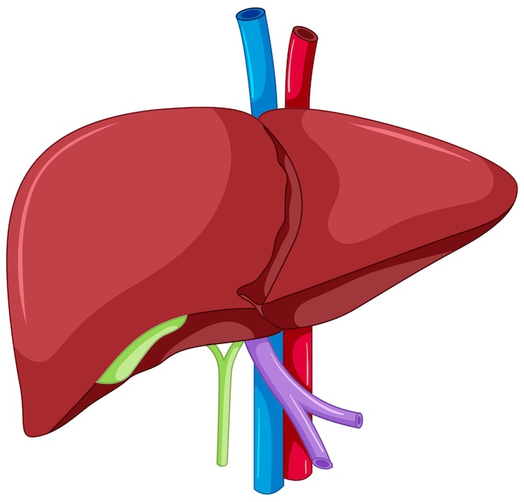 Free Vector liver anatomy of human body