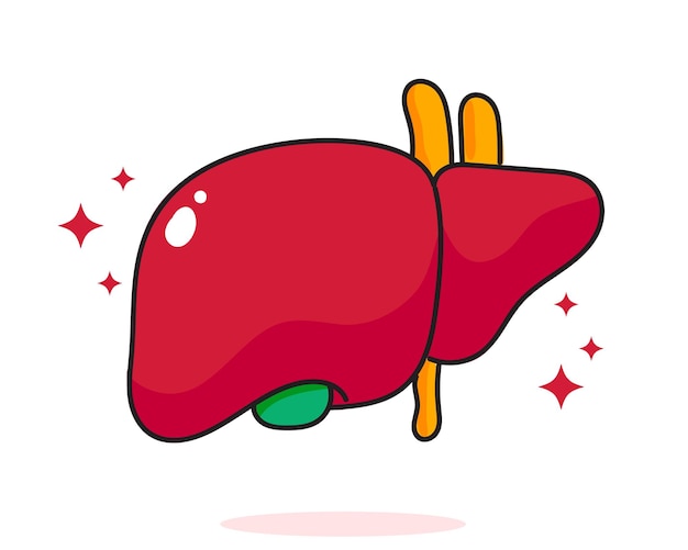 Liver human anatomy biology organ body system health care and medical hand drawn cartoon art illustration