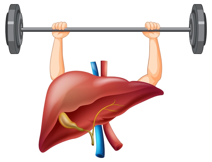 मुफ़्त वेक्टर liver with two strong arms