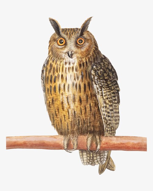 Long eared owl in vintage style