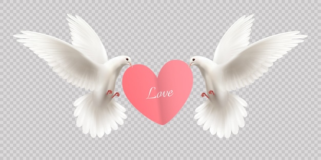 Love design concept with two white pigeons holding heart in its beak on transparent  realistic