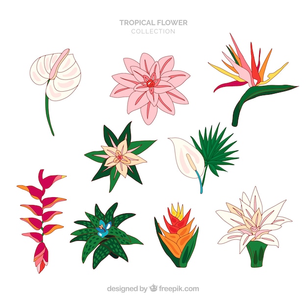 Collezione di fiori tropicali disegnata a mano incantevole