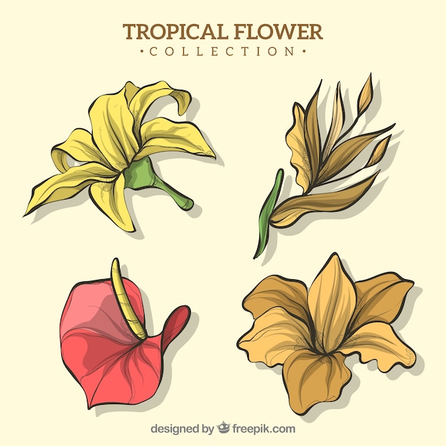 素敵な手描きの熱帯の花のコレクション
