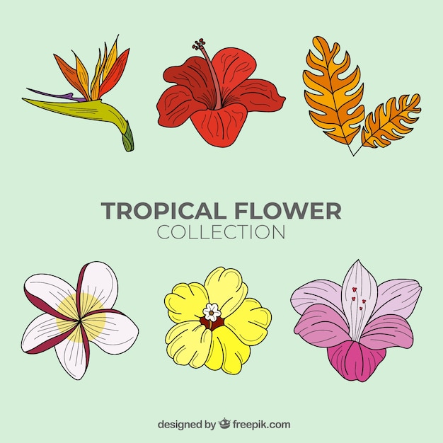 Lovely hand drawn tropical flower collection