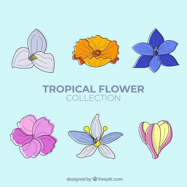 Vettore gratuito collezione di fiori tropicali disegnata a mano incantevole