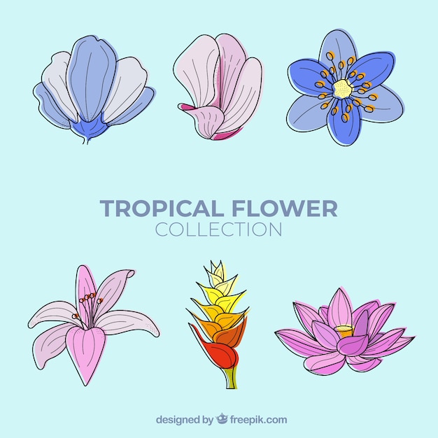 無料ベクター ラブリーな手描きの熱帯の花のコレクション