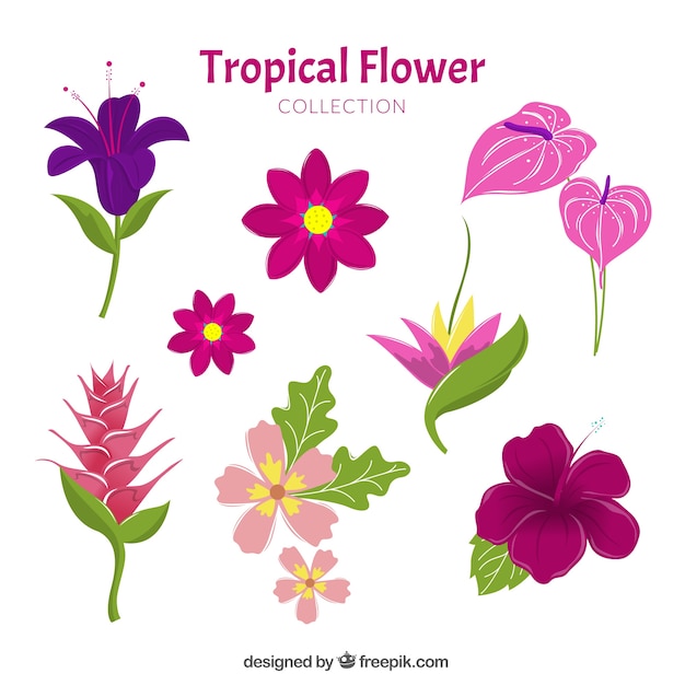 Vettore gratuito collezione di fiori tropicali disegnata a mano incantevole