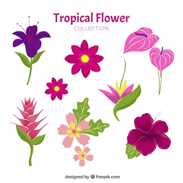 ラブリーな手描きの熱帯の花のコレクション