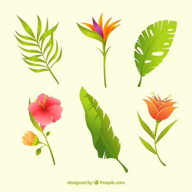 Free vector lovely hand drawn tropical flower collection