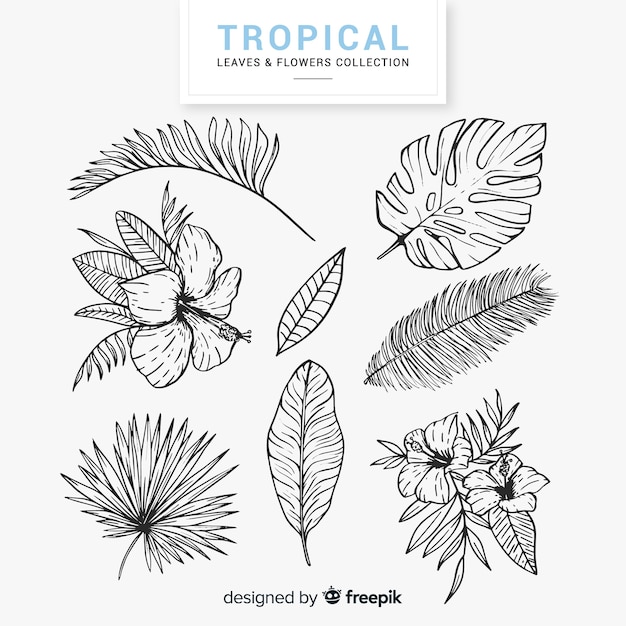 Free Free Tropical Flower Svg Free 706 SVG PNG EPS DXF File