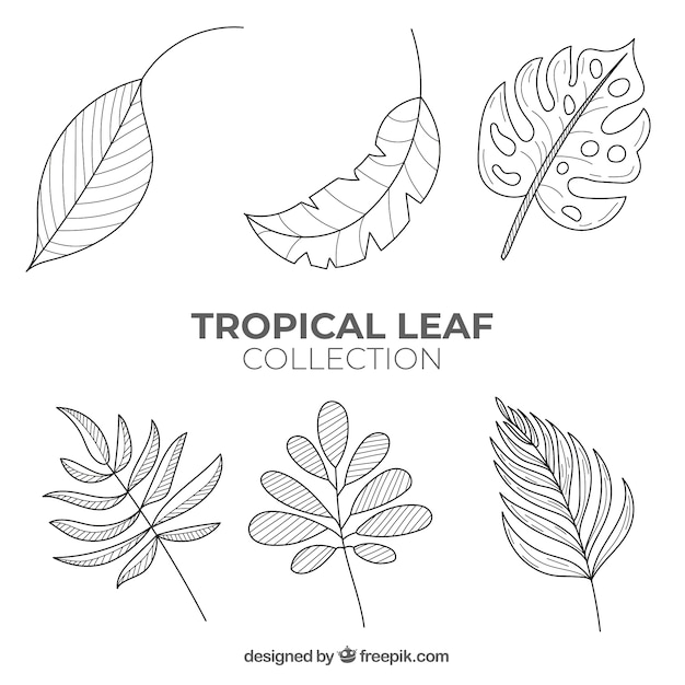 Lovely hand drawn tropical leaf collection