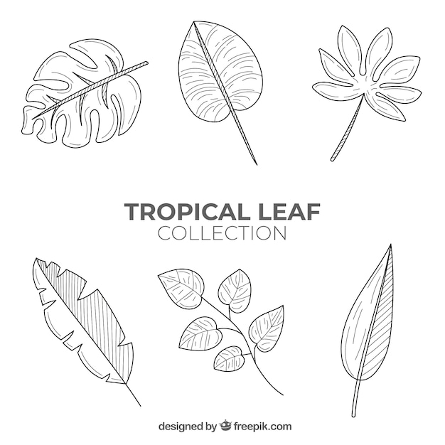 Lovely hand drawn tropical leaf collection