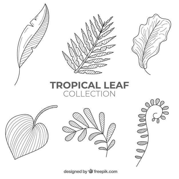 Lovely hand drawn tropical leaf collection