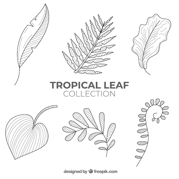 Lovely hand drawn tropical leaf collection