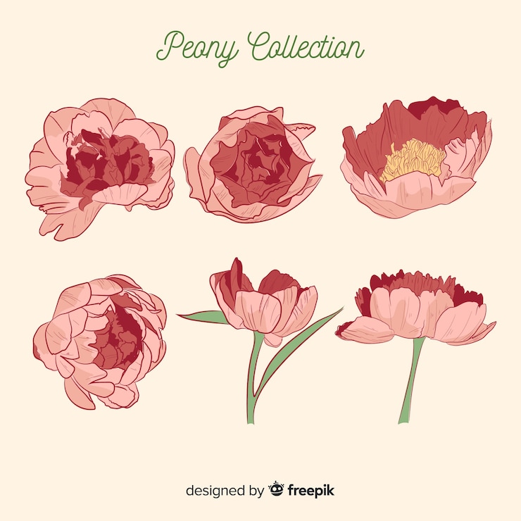 無料Vector 素敵な牡丹の花のコレクション