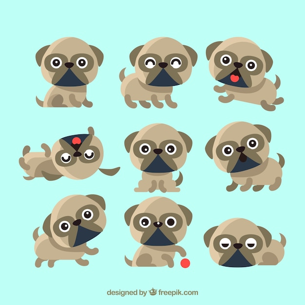 Free vector lovely pugs with flat design