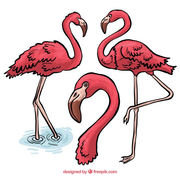 Lovely set of hand drawn flamingos